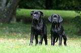 CANE CORSO 1211